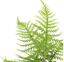 Federborstfarn-Zweig für florale Dekorationen