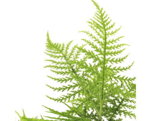 Federborstfarn-Zweig für florale Dekorationen