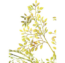 Illustration von Zweigen mit Blättern