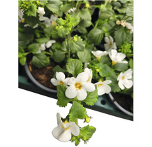 Bachblume mit weißen Blüten und grünen Blättern im Topf