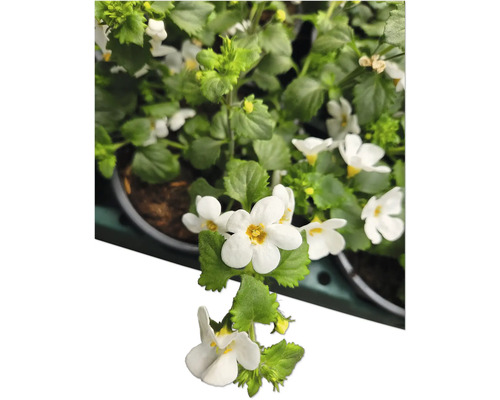 Bachblume mit weißen Blüten und grünen Blättern im Topf