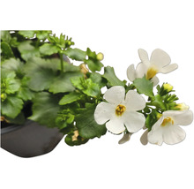 Bacopa Zierpflanze im Topf mit weißen Blüten und grünen Blättern