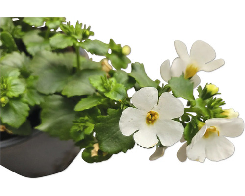 Bacopa Zierpflanze im Topf mit weißen Blüten und grünen Blättern