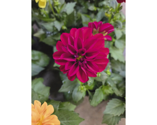 Nahaufnahme einer Dahlie mit Blättern