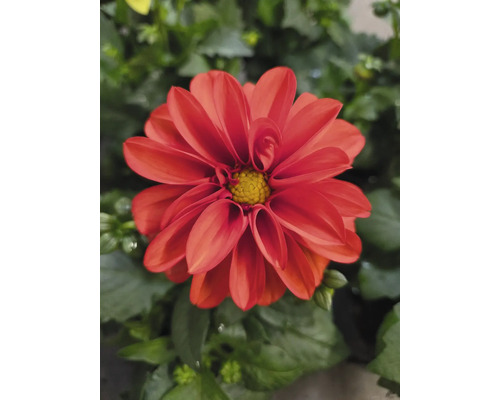 Nahaufnahme einer roten Dahlie mit gelber Mitte