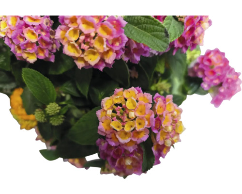 Detailaufnahme einer Wandelröschen Pflanze