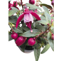 Fuchsienblüte mit grünen Blättern in Nahaufnahme