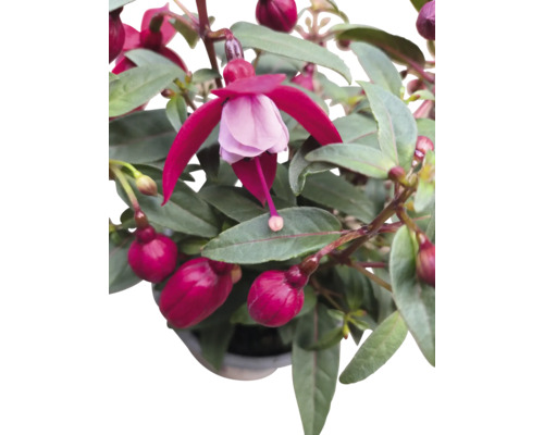 Fuchsienblüte mit grünen Blättern in Nahaufnahme