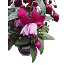 Fuchsie im Topf mit Blüten und Blättern