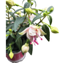 Fuchsienblüte in einem Topf mit Blättern und Blütenknospen