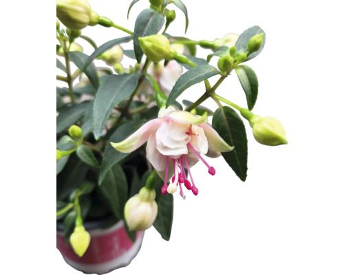 Fuchsienblüte in einem Topf mit Blättern und Blütenknospen
