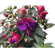 Fuchsienblüte mit Blättern