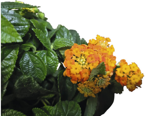 Orangegelbe Zierstrauch-Blüten mit grünen Blättern.