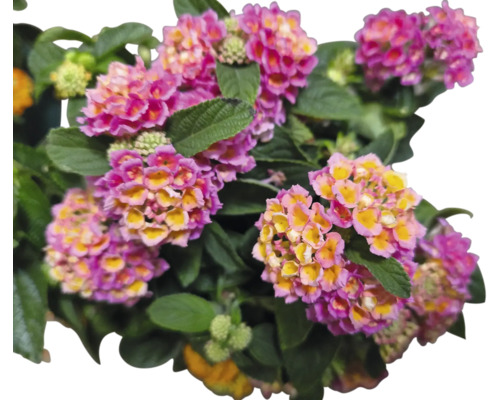 Blütenbusch mit Zwergstrauchblüten