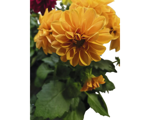 Gelbe Dahlienblüten mit grünen Blättern