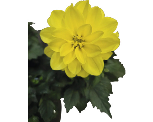 Gelbe Dahlie mit grünen Blättern