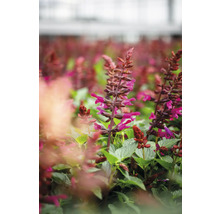 Feld mit blühenden Salbeipflanzen