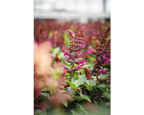 Feld mit blühenden Salbeipflanzen