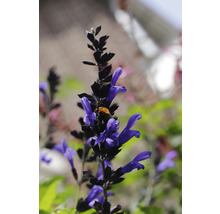 Blütenstand mit lila Blüten und einer Hummel