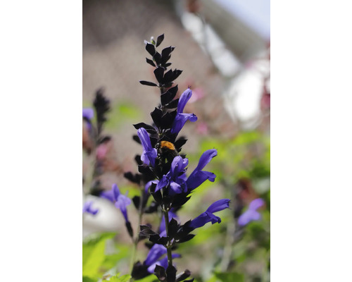 Blütenstand mit lila Blüten und einer Hummel