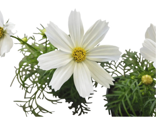 Cosmea Pflanze mit weißen Blüten