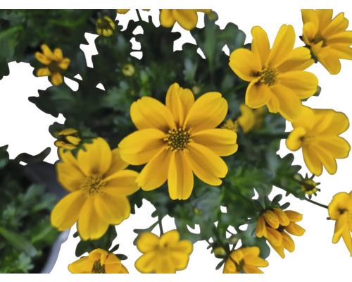 Gelbe Studentenblumen in Nahaufnahme