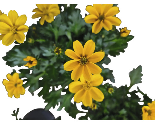 Gelbe Tagetesblume mit grünen Blättern