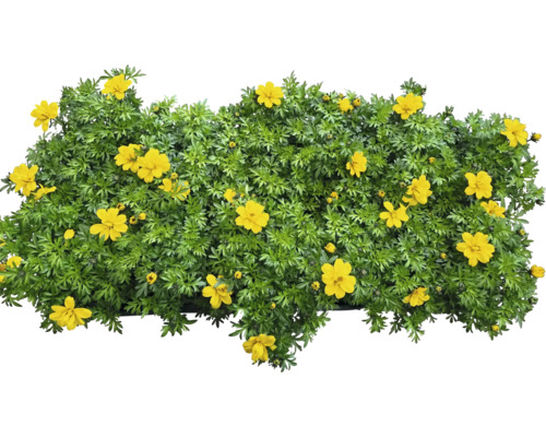 Blühende Bidens Pflanze mit gelben Blüten