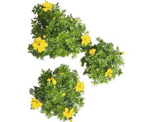 Drei Goldkörbchen Pflanzen mit grünen Blättern und gelben Blüten.