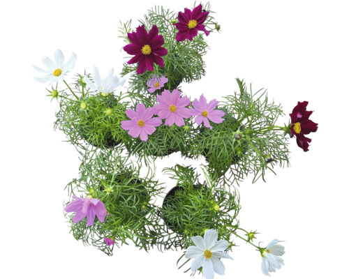 Blumenarrangement mit Cosmea in verschiedenen Farben