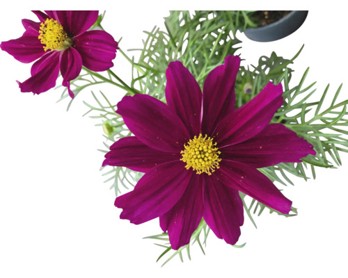 Nahaufnahme von Kosmeenblüten mit grünen Blättern im Topf.