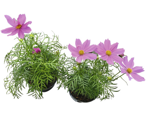 Zwei Topfblumen mit rosafarbenen Blüten und grünen Blättern.