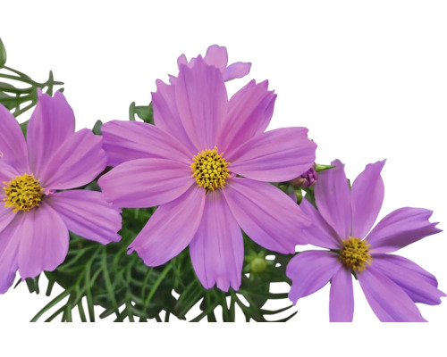 Nahaufnahme von Kosmeenblüten mit gelber Mitte