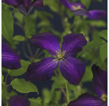 Nahaufnahme einer blühenden Clematis Pflanze
