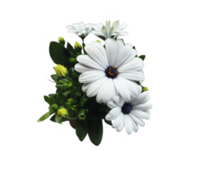 Kapkörbchen FloraSelf Osteospermum 'Sunny' Ø 12 cm Topf