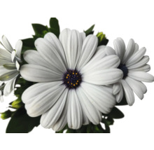 Kapkörbchen FloraSelf Osteospermum 'Sunny' Ø 12 cm Topf