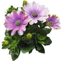 Kapkörbchen FloraSelf Osteospermum 'Sunny' Ø 12 cm Topf