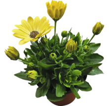 Kapkörbchen FloraSelf Osteospermum 'Sunny' Ø 12 cm Topf