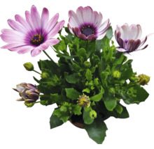 Kapkörbchen FloraSelf Osteospermum 'Sunny' Ø 12 cm Topf