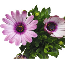Kapkörbchen FloraSelf Osteospermum 'Sunny' Ø 12 cm Topf