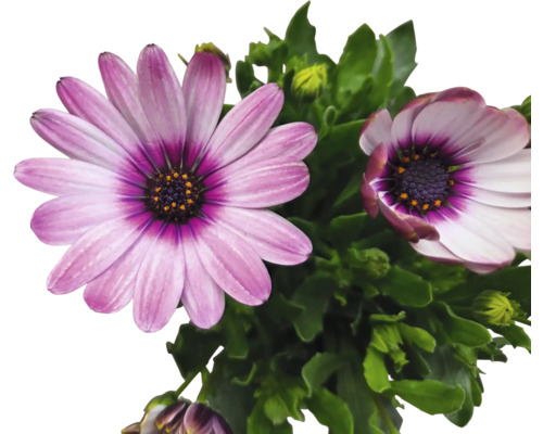 Nahaufnahme von Kapkörbchen mit Blüten und grünen Blättern