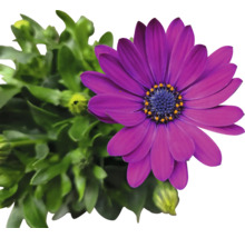 Kapkörbchen FloraSelf Osteospermum 'Sunny' Ø 12 cm Topf