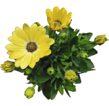 Kapkörbchen FloraSelf Osteospermum 'Sunny' Ø 12 cm Topf