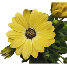 Kapkörbchen FloraSelf Osteospermum 'Sunny' Ø 12 cm Topf