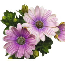 Kapkörbchen FloraSelf Osteospermum 'Sunny' Ø 12 cm Topf