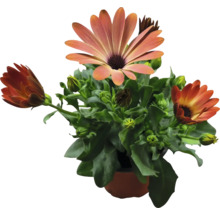 Kapkörbchen FloraSelf Osteospermum 'Sunny' Ø 12 cm Topf