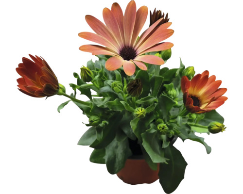 Osteospermum Pflanze im Topf mit Blüten und Knospen
