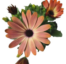 Kapkörbchen FloraSelf Osteospermum 'Sunny' Ø 12 cm Topf