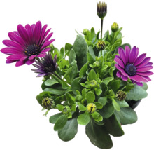 Kapkörbchen FloraSelf Osteospermum 'Sunny' Ø 12 cm Topf