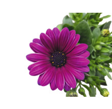Kapkörbchen FloraSelf Osteospermum 'Sunny' Ø 12 cm Topf